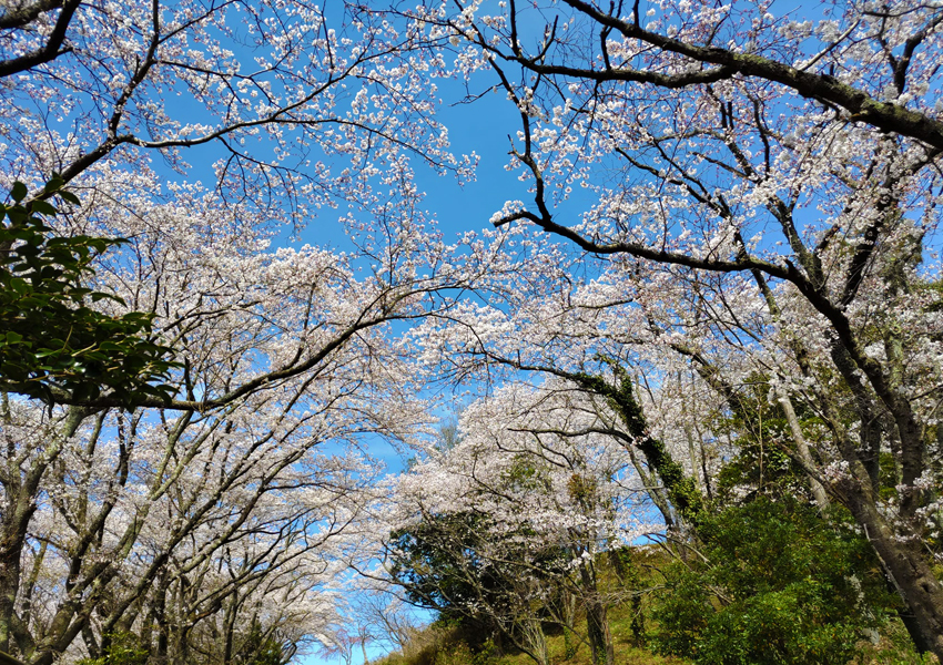 さくら工芸品工房の桜