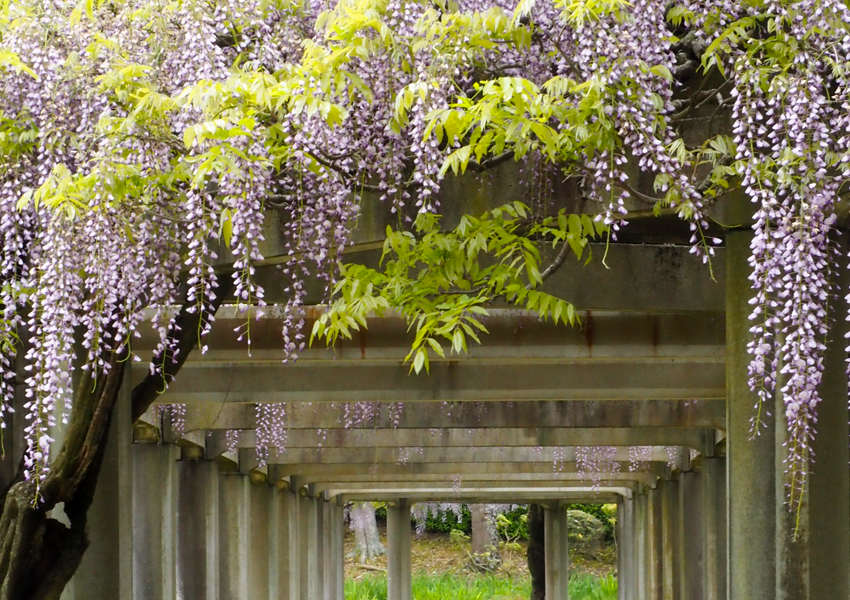 あやめ池公園