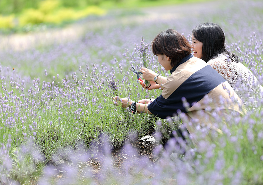 ラベンダー 蒜山ハーブガーデンハービル 鳥取中部 癒しの旅紀行