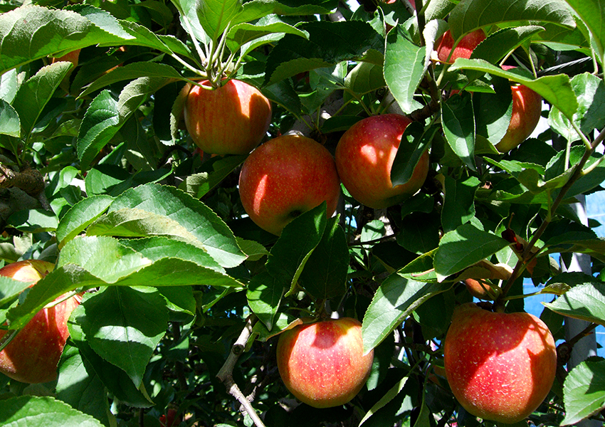 りんご（9月下旬～12月中旬）