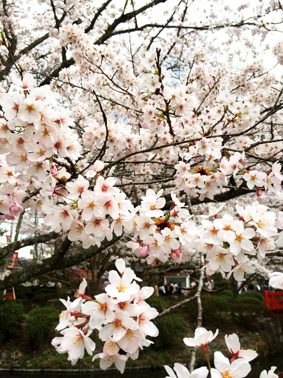 桜