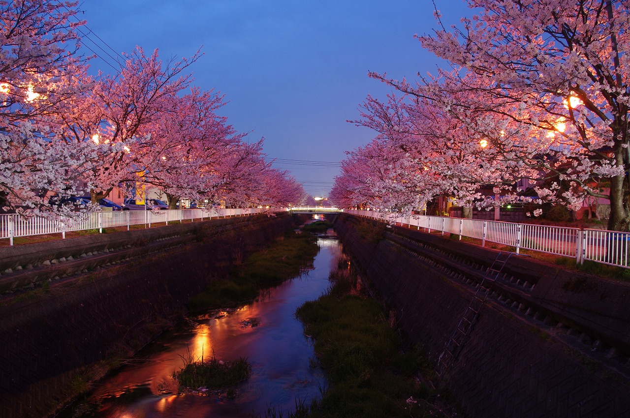 夜桜3