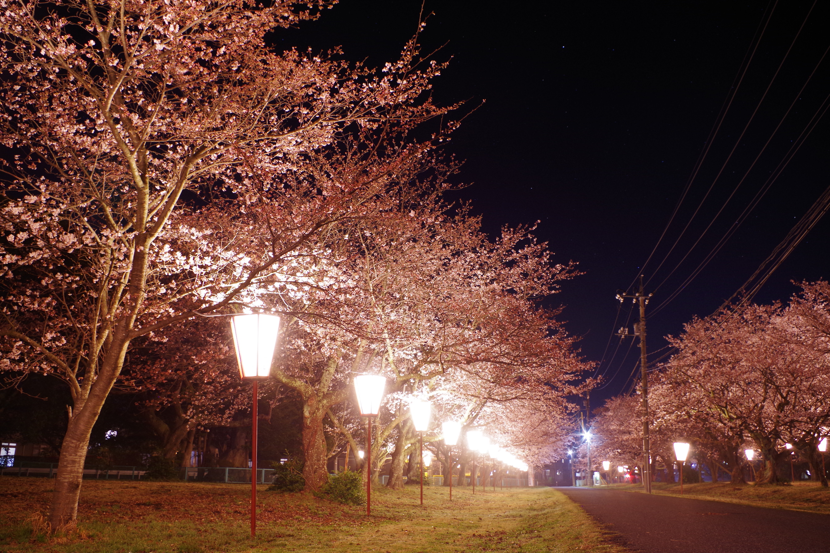 夜桜2