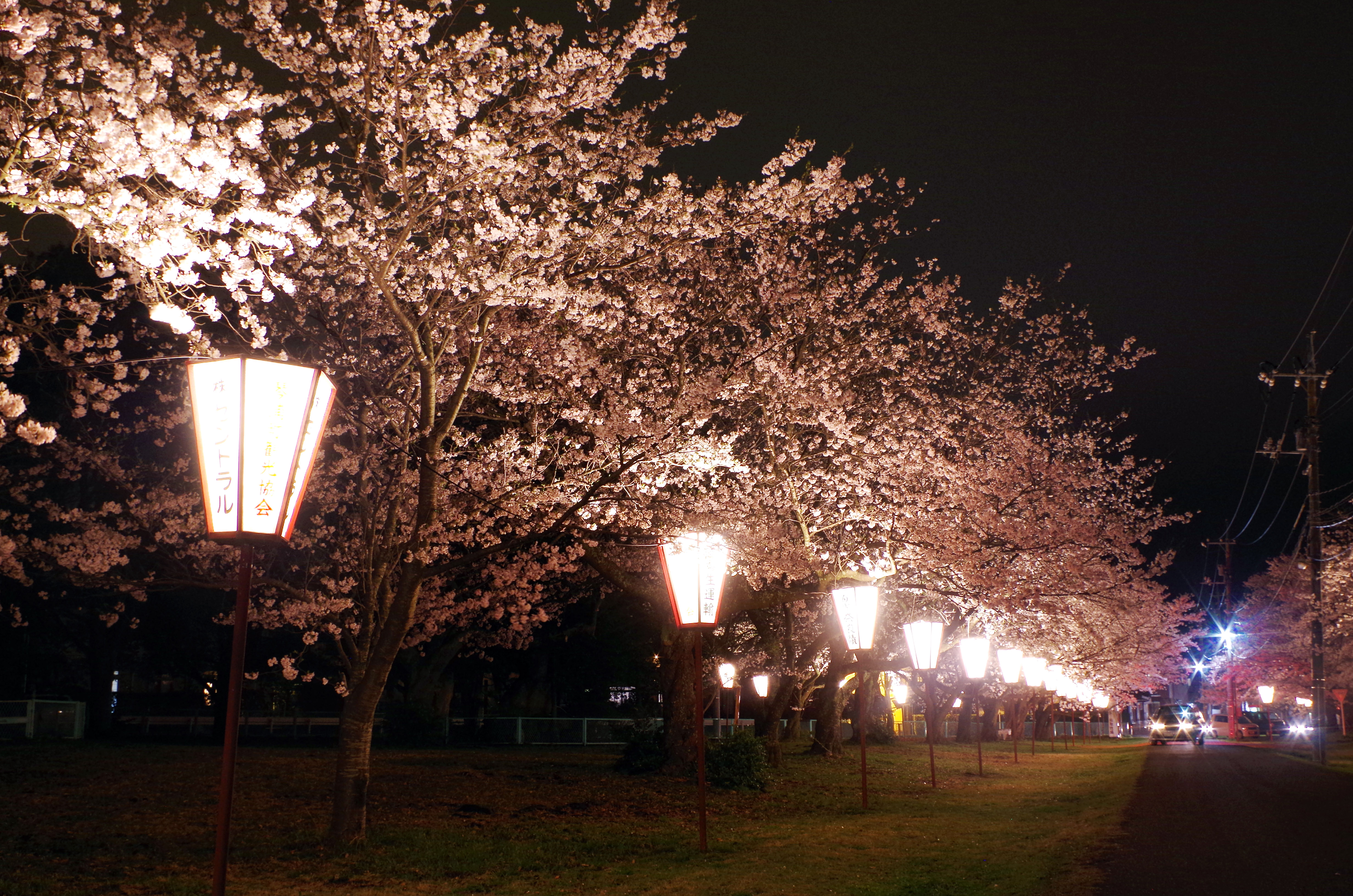 夜桜3