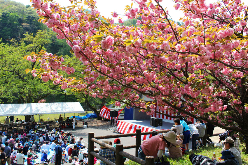 船上山さくら祭