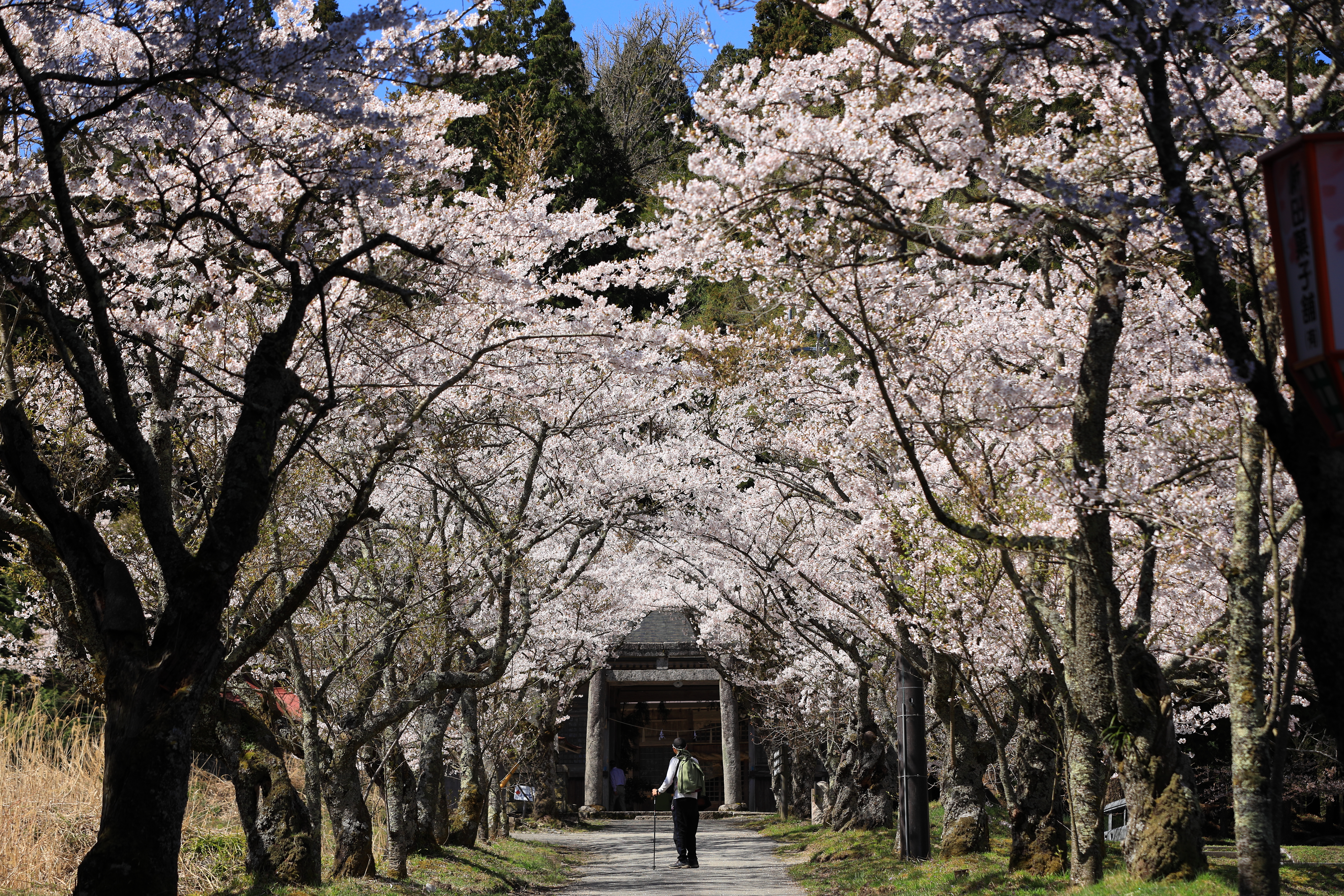 蒜山　茅部神社の桜並木