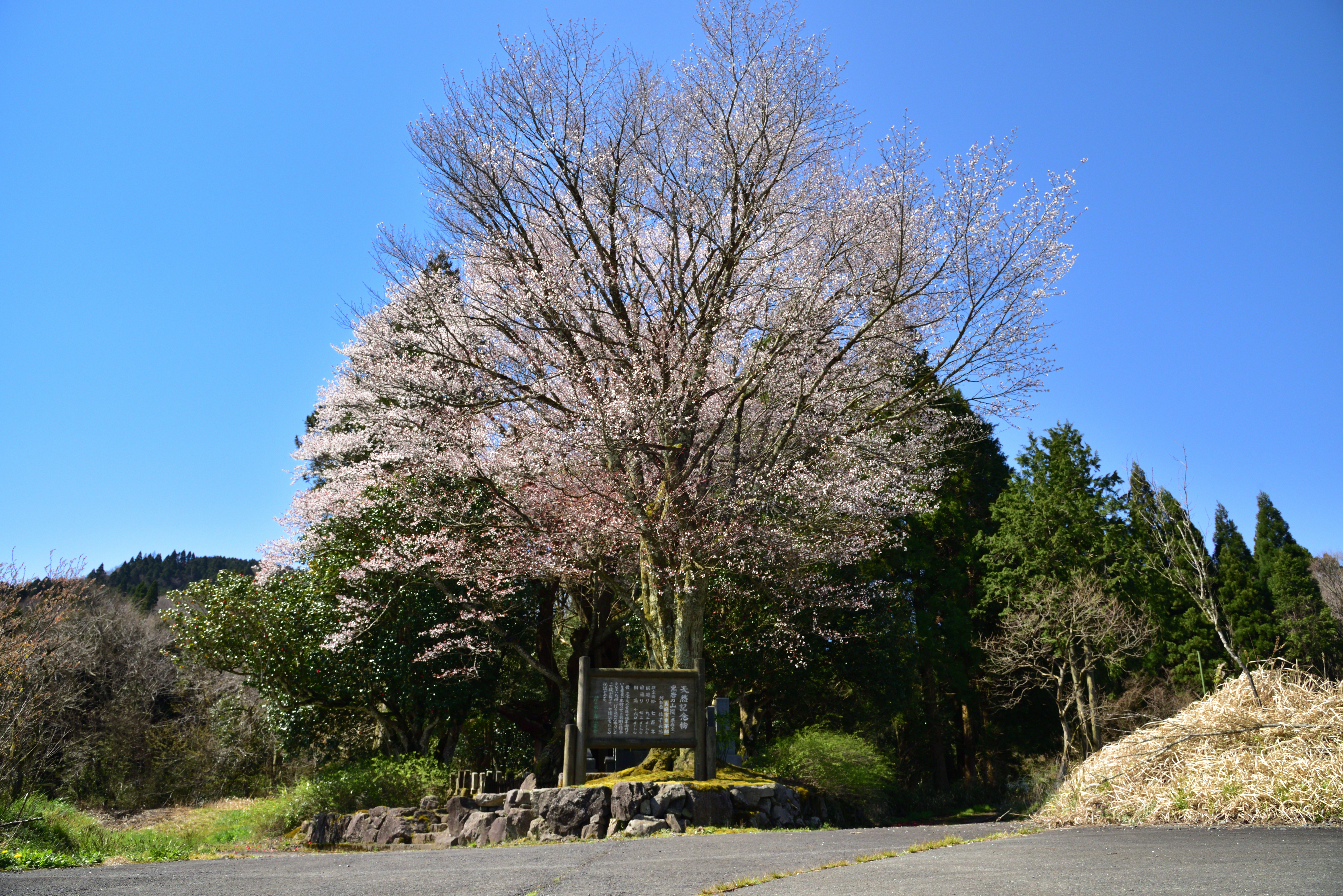 蒜山　黒岩の山桜